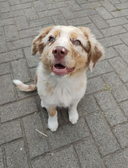 Red Merle Hündin sucht dich - Beelitz