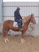 Warmblutstute Liesa in 99628