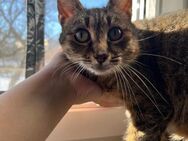 🌸🐾 Wundervolle Katze Sarabi 🐾🌸 - Eislingen (Fils)