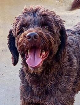 Lucas sucht sein Zuhause für Immer - Laatzen