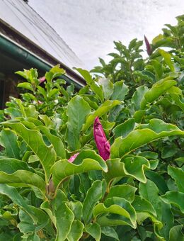 Magnolie abzugeben - Noer