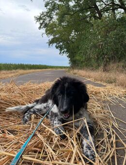 Berner Sennen Mischling - Köthen (Anhalt) Zentrum