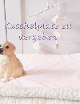 Liebevolles Zuhause für Golden Retriever zu vergeben - Köthen (Anhalt)