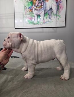 Englische Bulldoggenwelpen, Hauszucht " Von Teodor" FCI - Grevesmühlen