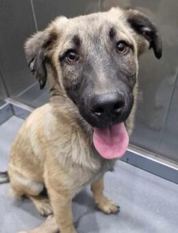 Billy♥️ Sucht seine Familie 🙏 - München