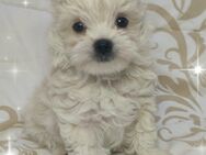 Golddust Yorkshire Terrier (wie Malteser, Havaneser, Bolonka Zwetna, Shih Tzu,Chihuahua) - Mechernich