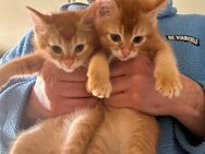 Katzen Babys - Hamburg Wandsbek