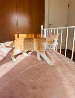 Osmo 🐾 einfach unkompliziert - Kirchheim (München)