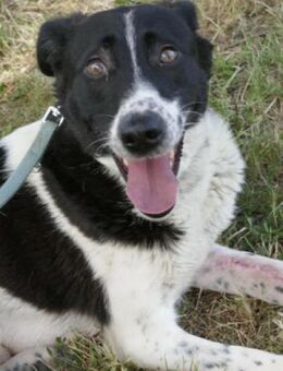 Kalinka ist so eine feine Hündin! - Karben