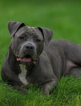 Liebevolle verspielte XL Bully Hündin 1 Jahr 3 Monate Sucht Zuhause für immer - Berlin Neukölln