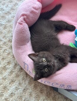 BKH kitten Kätzchen reinrassig Chocolate schoko Weibchen braun Britisch Kurzhaar Mädchen Katze - Hamm