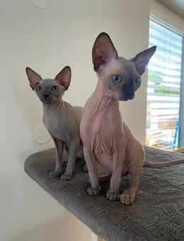 Sphynx Mädchen - Wöllstadt