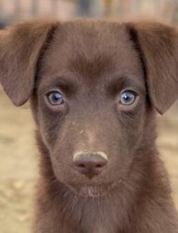 Dijon, geb. ca. 08/2025, GRIECHENLAND - Euskirchen