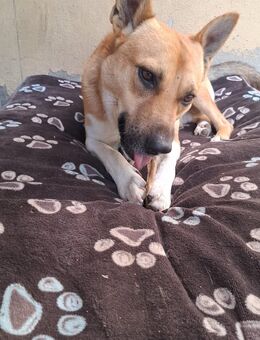 COOPER sucht ein Zuhause - Arnstadt