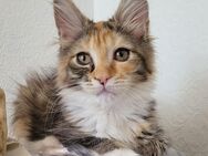 Maine Coon Mädels - Allensbach