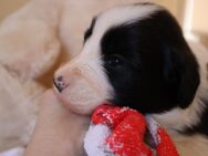 Süßer Bearded Collie Rüde sucht liebevolles zu Hause - Rabenau (Sachsen)