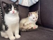 Liebevolle zwei Geschwister Katzen - Neuffen Zentrum
