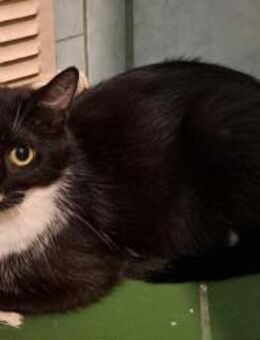 Florence, ca. 2 Jahre, Zuhause gesucht - Grimburg