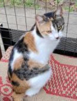 Sally; hübsche Schmusekatze - Geilenkirchen