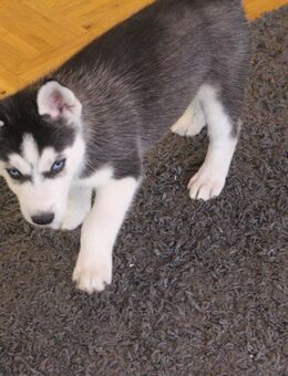 Zwei Huskywelpen suchen noch ihre Herzensfamilie! - Kaiserslautern