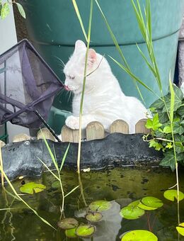 Super verschmuster weißer Kater ein Jahr alt Freigänger Katze - Mainz