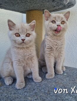 Reinrassige BKH Kitten in lilac suchen Kuschelplatz - Bellenberg