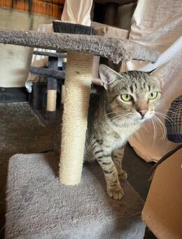 Lieber FIV positiver Bobo - Margetshöchheim