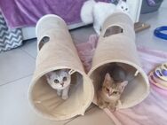Wunderschöne reinrassige BKH Kitten abgabebereit - Weitnau