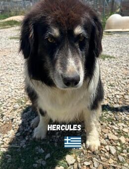 Hercules - ruhig und verschmust - Heppenheim (Bergstraße)