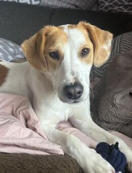 METTI SUCHT IHR TRAUMZUHAUSE - Nörten-Hardenberg