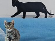 5 Babykatzen Katzenbabys Jungkatzen - Grevenbroich