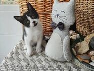 Kleiner Abenteurer Felix sucht sein Home - Bad Camberg