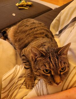 Suchen einen guten Platz - Nußdorf (Inn)