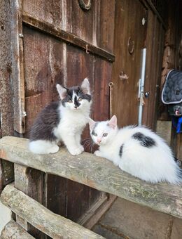 2 Kitten Kätzchen suchen neues Zuhause - Kirchheim (Teck)