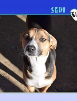 🥰SEPI - WER KANN IHM WIDERSTEHEN?🥰 - Alfeld (Leine)