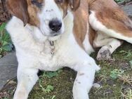Bella Marie - einfach toll (Schweiz) - Mettmann