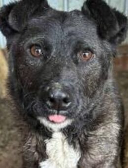 Nika, Deine Freundin fürs Leben? 🐾 - Elsdorf (Nordrhein-Westfalen)