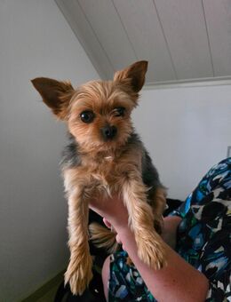 Chorkie Deckrüde - Dillingen (Donau)
