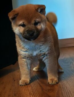 Shiba Inu Welpe Rüde - Hüllhorst
