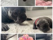 Französische Bulldogge - Troisdorf Zentrum