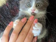 Maine Coon Kitten reinrassig - Grünstadt