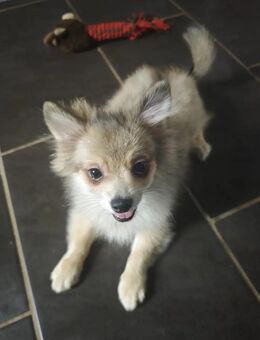 Zwergspitz Welpe Hündin - Namborn