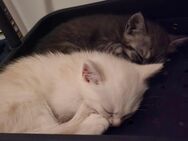Kitten, Britisch Langhaar und Schildpatt Mix - Allstedt