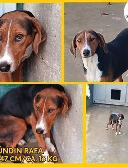 Rafa Bracke Hündin Mischling schüchtern - Margetshöchheim