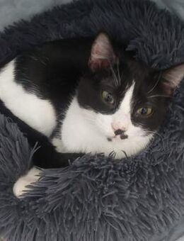 Monroe 🐾 wie angelt man sich ein 🏡? - Kirchheim (München)