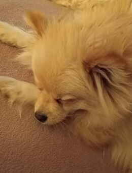 Zwergspitz Rüde - Sankt Wendel