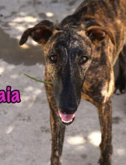 Gaia sucht das Leben mit Liebe 1/25 ESP - Ruppertsecken