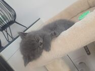 Bkh Kitten Männlich - Remscheid