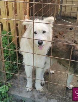 Blanco träumt von einem Leben bei DIR! - Spenge