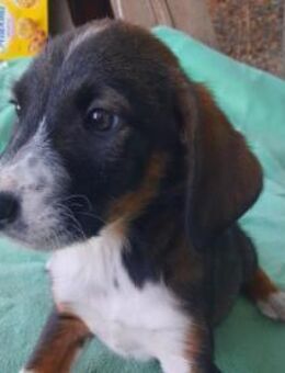 YOKO - zuckersüßer Welpe - Velbert